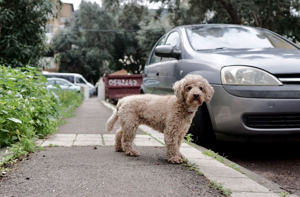 Why Do Dogs Love Chasing Cars? — and How to Stop It