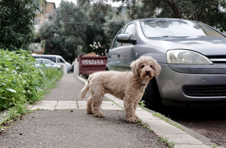 Dog standing near a compact car, explaining why dogs chase cars and how to stop it 
