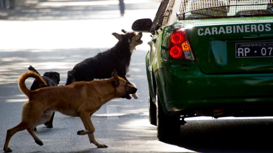 Dogs chasing after a police car, highlighting why dogs chase after cars and how to stop it