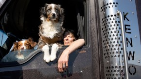 Truck drivers have pets in the truck with them.