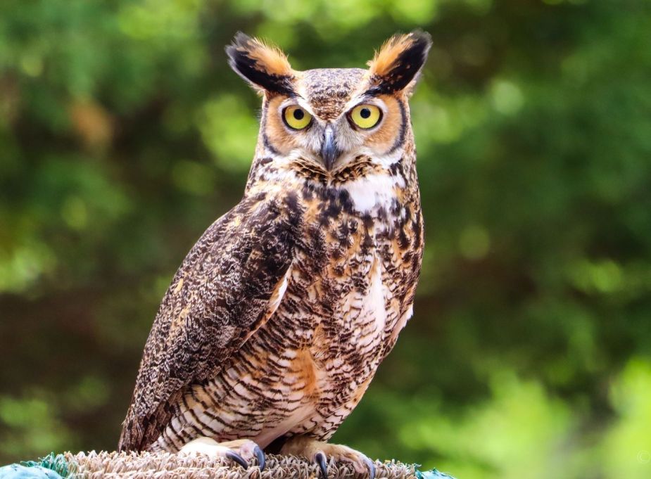Wide-eyed owl staring ahead, highlighting why birds fly over cars and ways to stop it