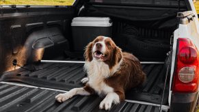 A dog in the bed of a compact pickup truck, parked with mountains in the background.