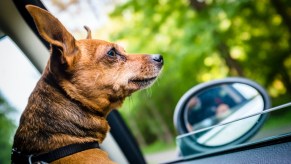 Miniature Pinscher looks out car window