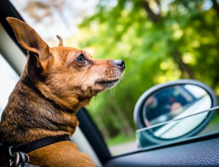 Why Do Dogs Love Car Rides?