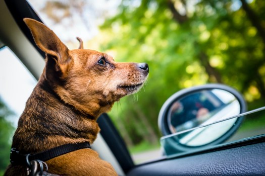 Why Do Dogs Love Car Rides?