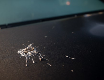 You Should Clean Bird Poop Off Your Car Immediately — Here’s Why