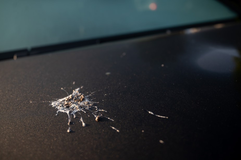 Bird poop sits on a car's paint. It can be damaging, and should be removed as soon as possible or immediately. 