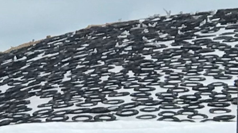 Dairy farm with old car tires on big white plastic tarp for feed pile