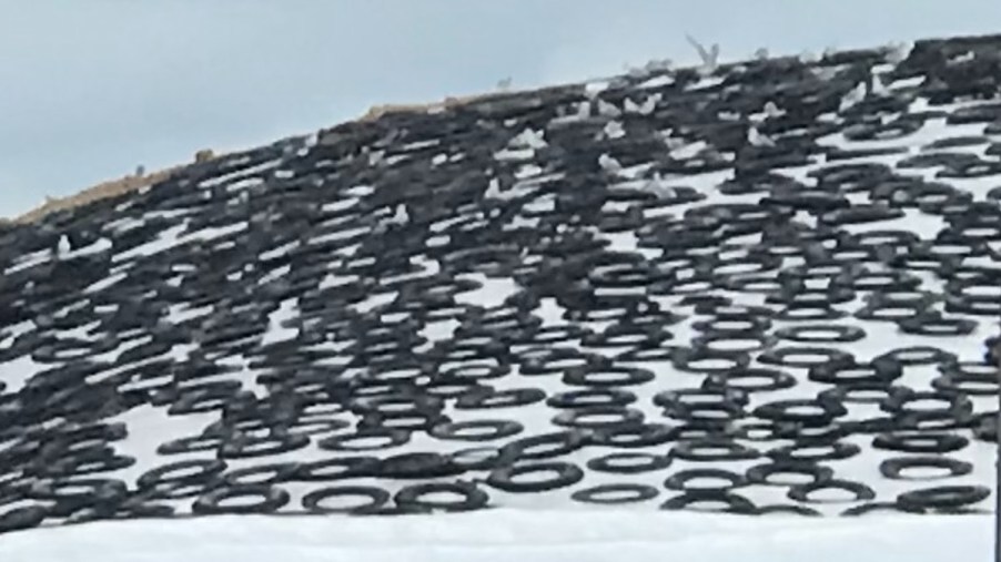Dairy farm with old car tires on big white plastic tarp for feed pile