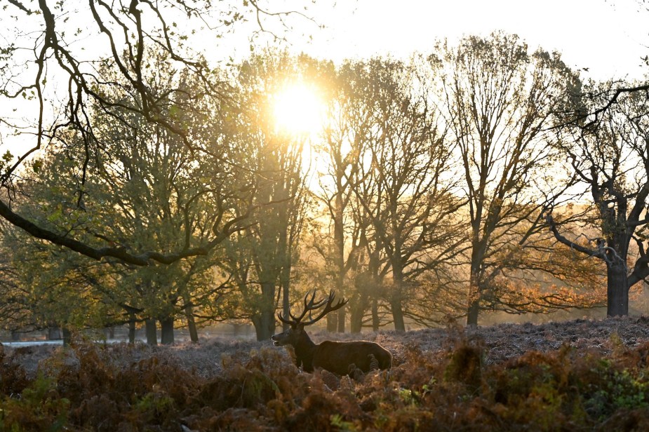 A deer being more active during the sunrise walking. 