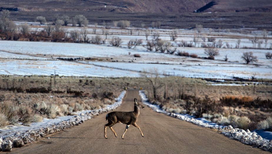 A deer crossing the road. 