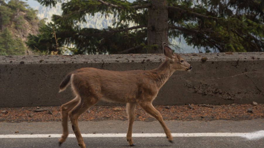 A Deer crossing the road.