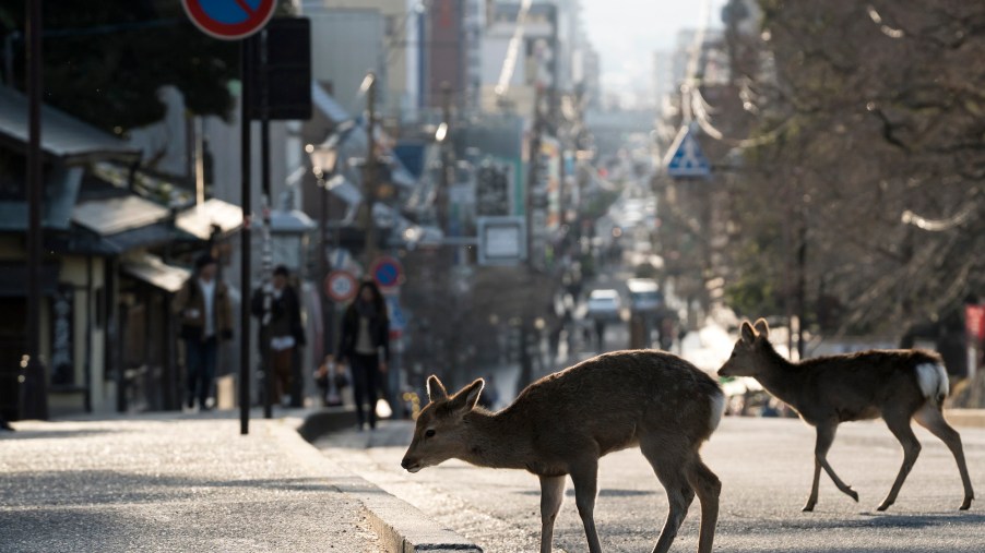 A deer on the road in a city environment.