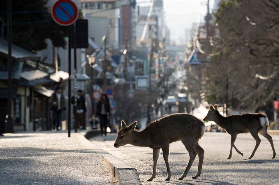 A deer on the road in a city environment. 