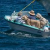 Boating with dogs