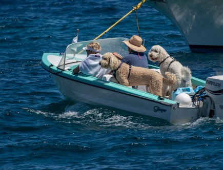 10 Safety Tips to Remember When Boating With Your Dog