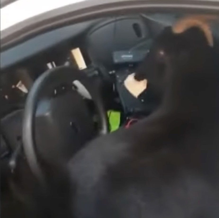 Goat eating paperwork in Alabama deputy's police car