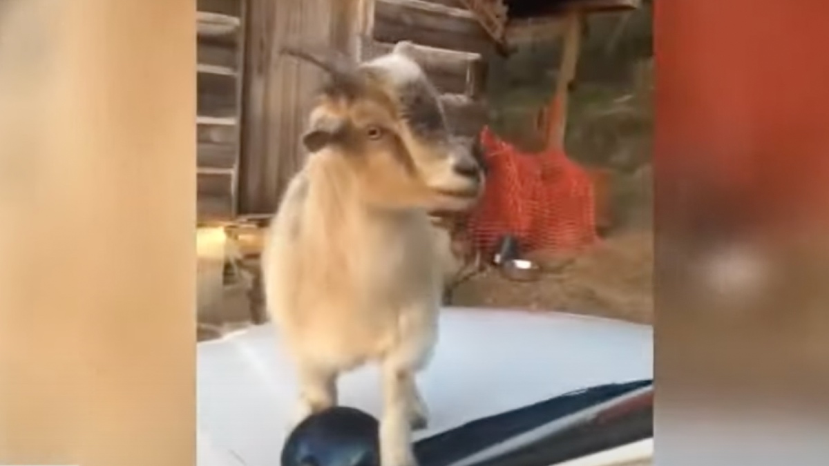 Goat on top of Alabama deputy's police car while another one eats paperwork