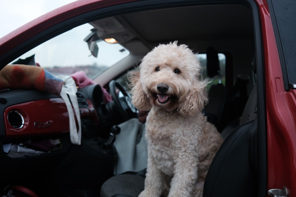 Why Does My Dog Pant in the Car? — and How to Stop It