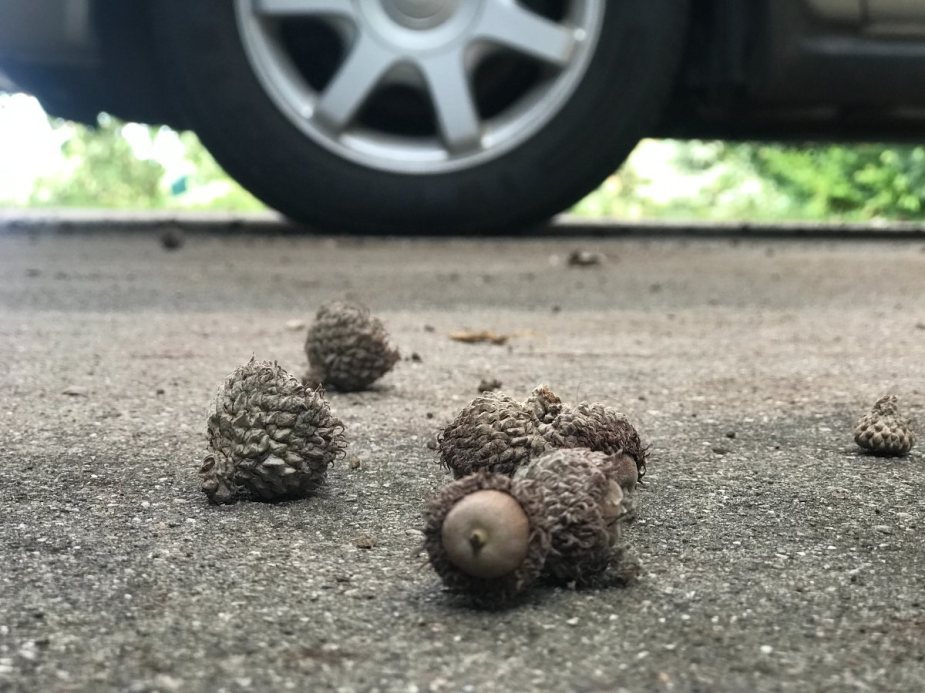 Pile of acorns on the ground near a car, highlighting damage that falling acorns do to a vehicle