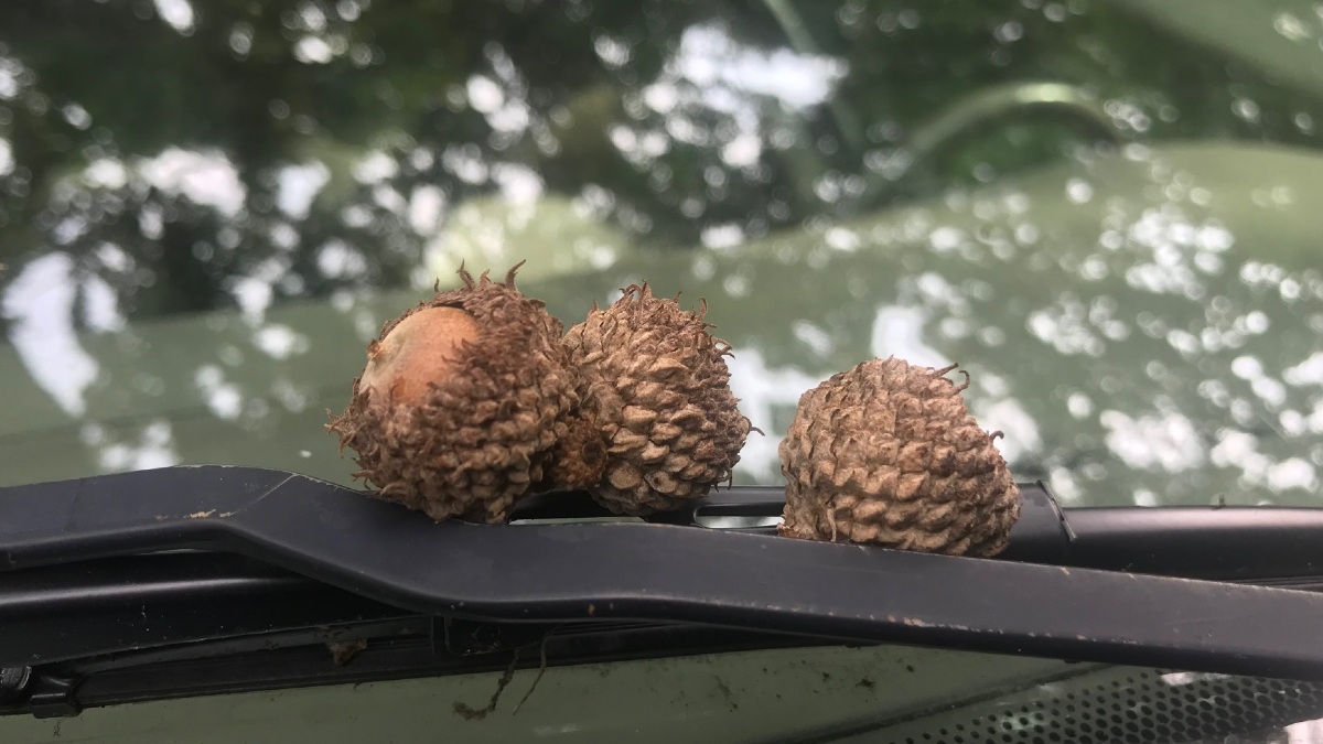 Three acorns on a windshield, highlighting the damage that falling acorns from oak trees do to a car
