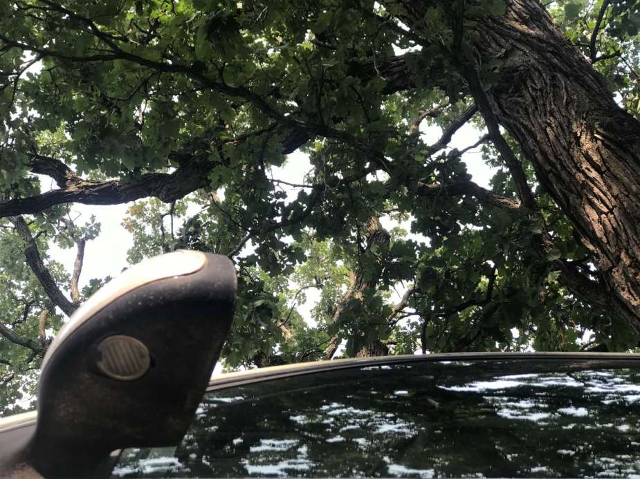 View of canopy of oak trees from a car, highlighting damage that falling acorns do to a vehicle