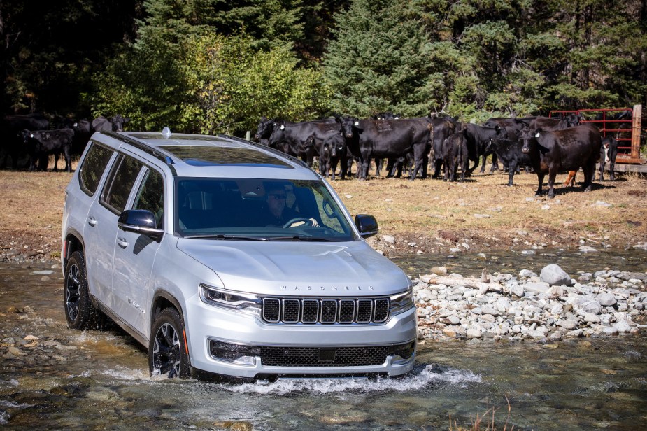 Silver Wagoneer Jeep SUV fording a river in front of a herd of cows for a promotional photo.