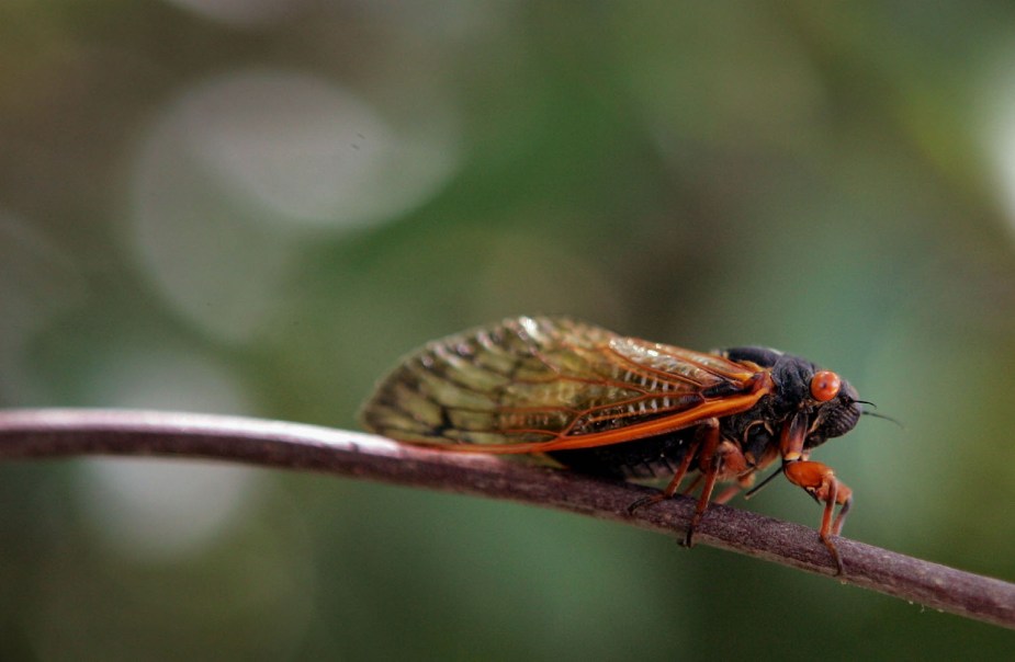 Closeup photo of a Cicada insect resting on a branch, a blurry green background visible.