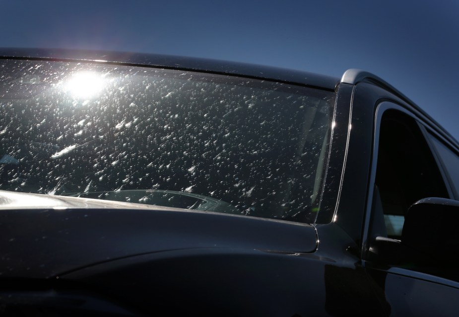Closeup of the bug splatters on the windshield of a black car, blue sky visible in the background.