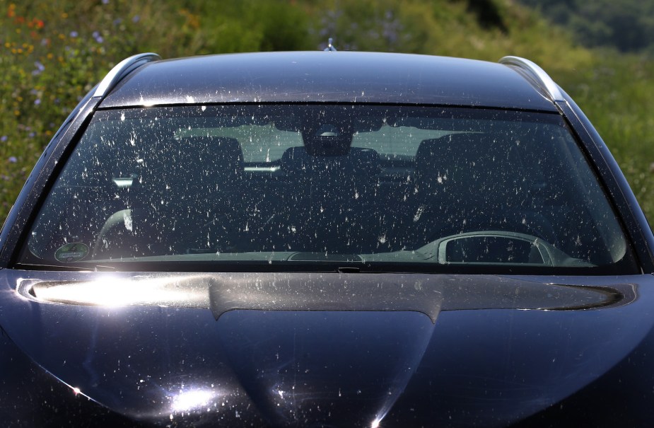 A series of bug splatters spread across the windshield of a black car.