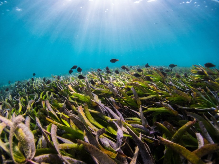 Fish swimming over seaweed, highlighting how seaweed could make electric cars cheaper and increase driving range