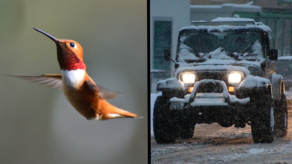 Rufous hummingbird and snowy Jeep, highlighting hummingbird that hitched car ride to migrate south for winter