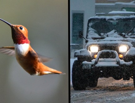 Hummingbird Hitches 500-Mile Ride in Car to Migrate South for Winter