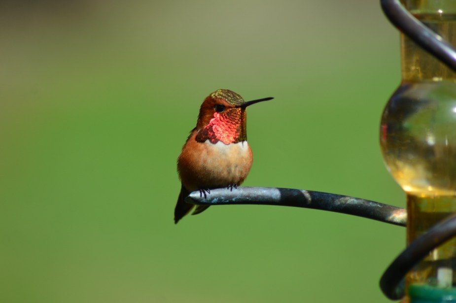 Rufous hummingbird sitting on a feeder, highlighting hummingbird that hitcted a car ride to migrate south for winter