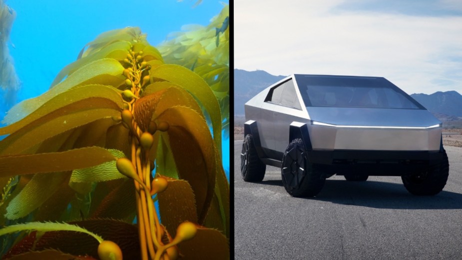 Seaweed in ocean and Tesla Cybertruck, highlighting how seaweed can make EVs cheaper and increase driving range