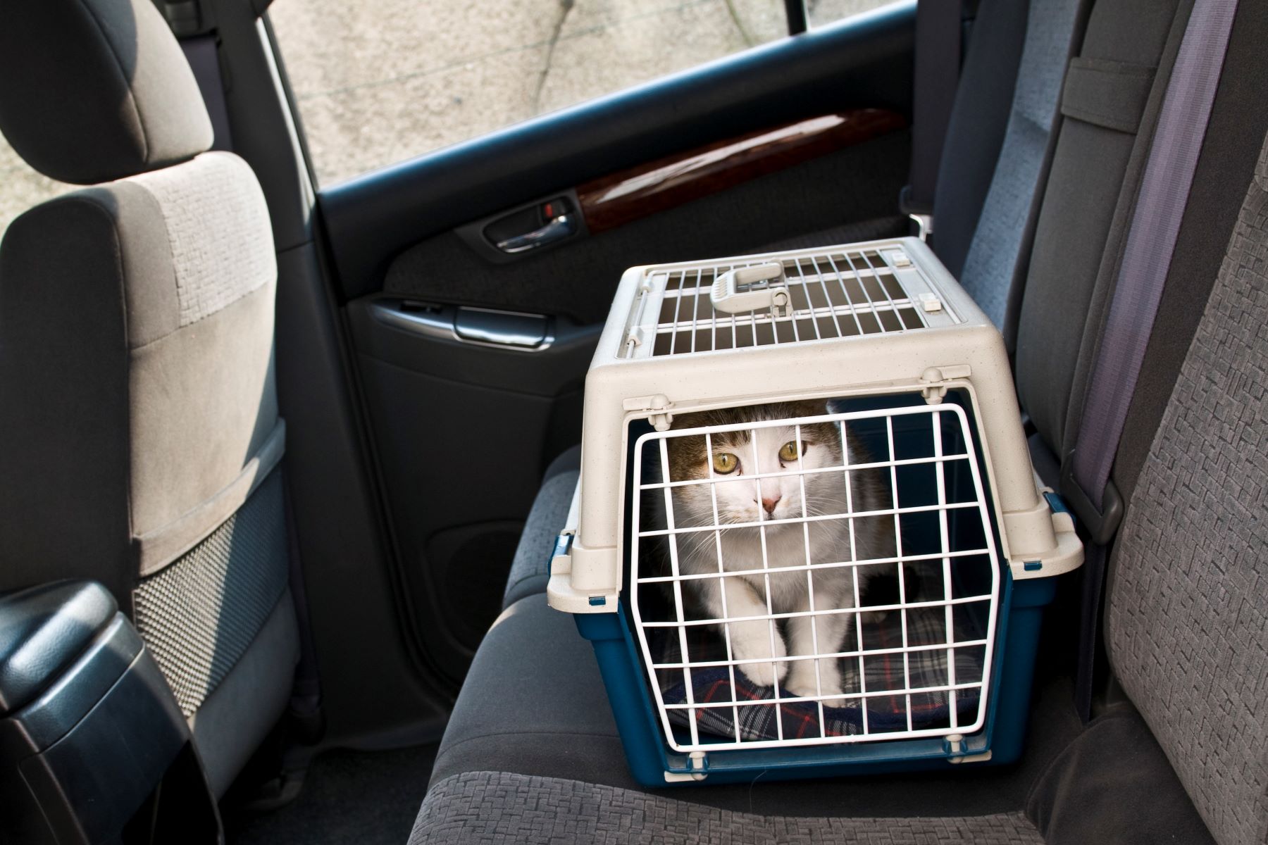 A cat in a vehicle pet carrier, a type of automotive pet product