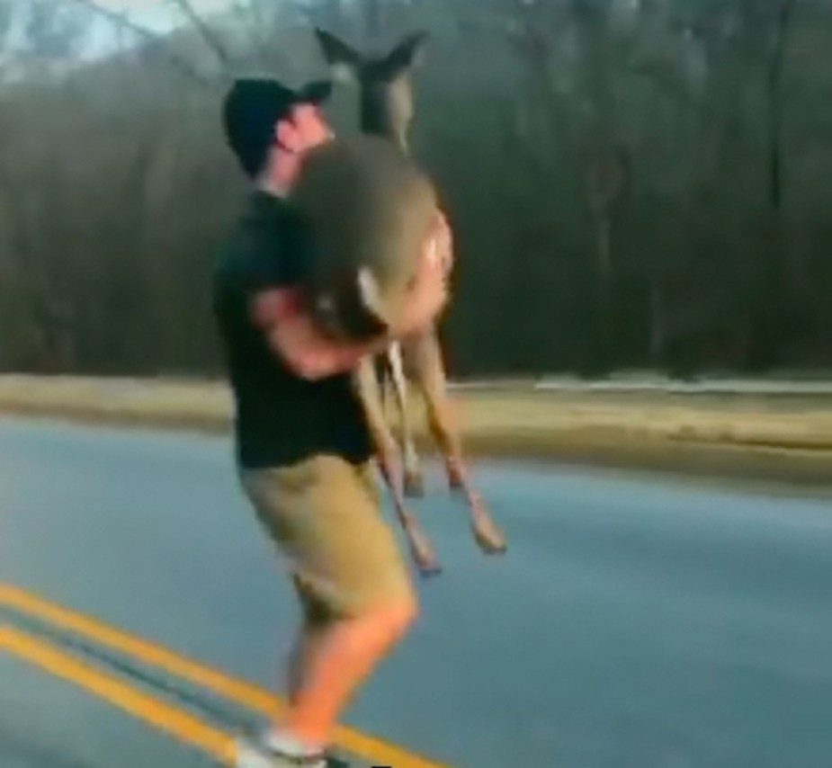 Driver carrying scared deer to the side of the road