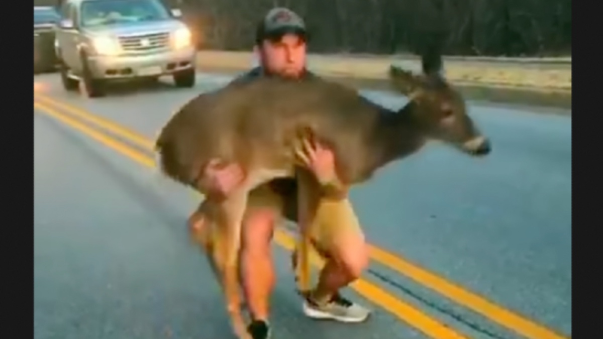 Driver gets out of car and saves scared deer in the middle of the road