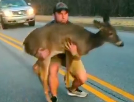 Watch: Driver Got out of Car to Save Scared Deer in Middle of Road — Viral Video!