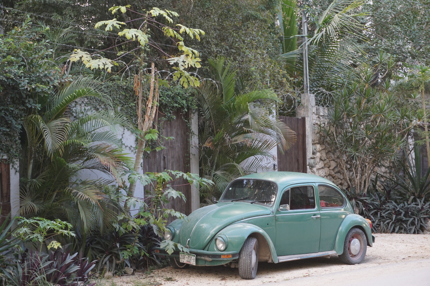 The front of a green classic VW Beetle in Mexico, the front wall of a house and palm trees visible in the background.