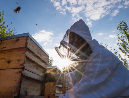 What’s the Deal With Ford, Toyota, Honda, and Other Car Companies Keeping Bees?