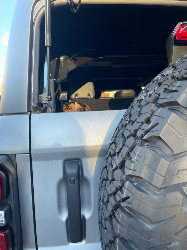 2023 Ford Bronco Raptor  with a dog 