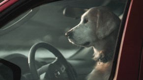 Dog sits in vehicle, showing weird things people left behind in car when sell it, such as baby and dog