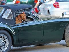 Seriously? Proposed Florida Law Bans Dogs Sticking Heads Out Car Windows