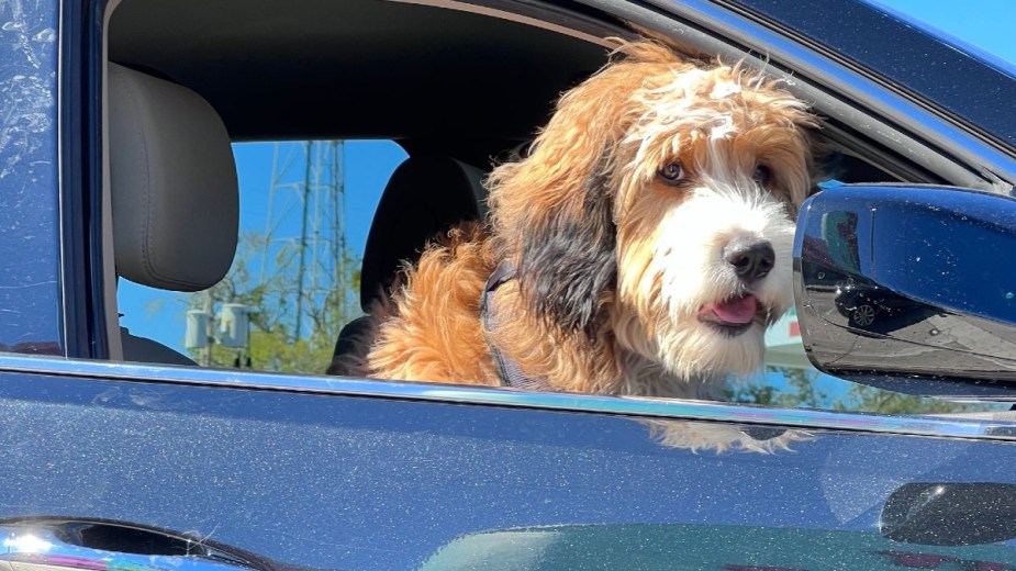 Dog Sticking Head Out of Car