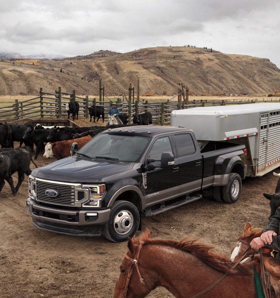 Black Ford Super-Duty pickup truck parked in a herd of cattle, hooked up to a livestock hauler.