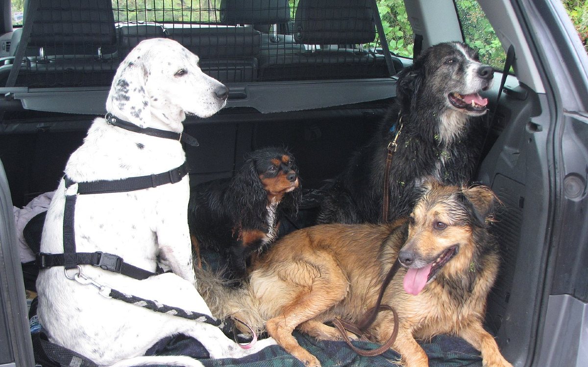 Four Dogs Riding in the Cargo Hold of an SUV -Notice the Barrier between them and the seats