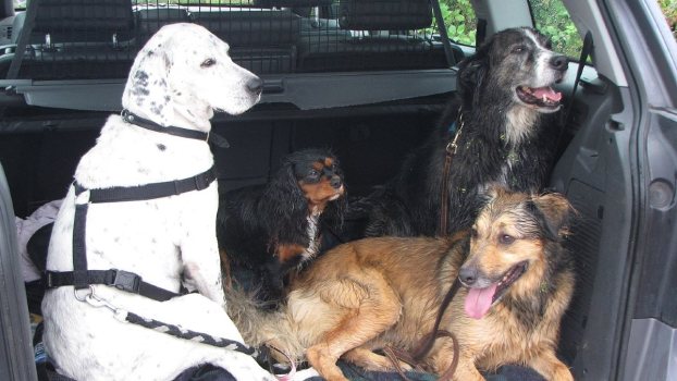 Dog Car Safety: 7 Car Safety Tips for You and Your Dog