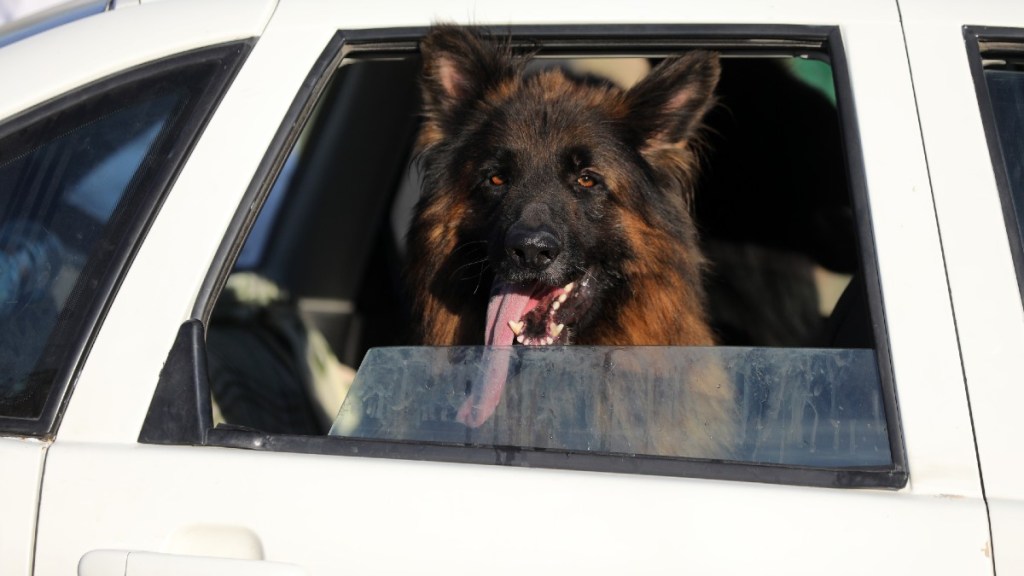 Large Dog Riding in the Rear Seat of a Car