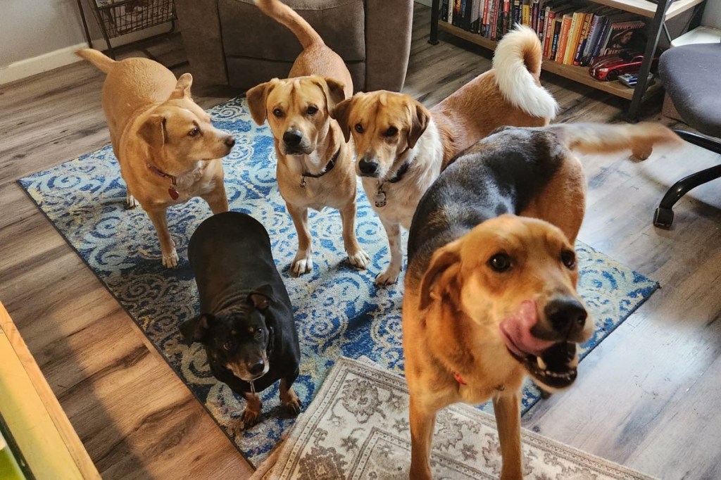 My Five Dogs in my office